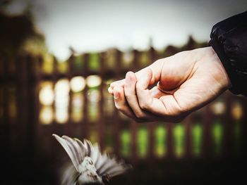 Cropped image of hand feeding bird