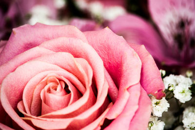 Close-up of pink rose blooming outdoors