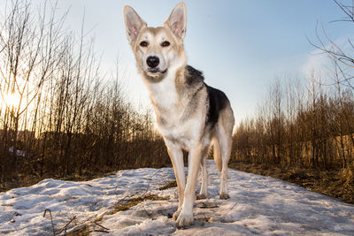 Portrait of dog standing on snow covered land