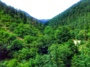 Scenic view of forest against sky