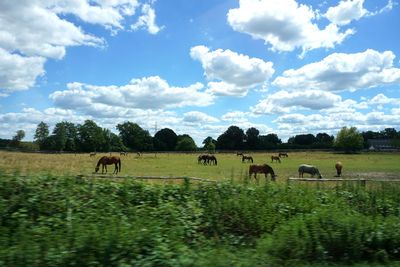 Horses grazing in a field