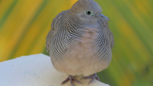 Close-up of parrot perching on leaf