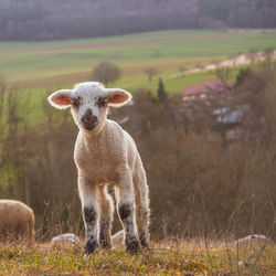 Portrait of lamb on field