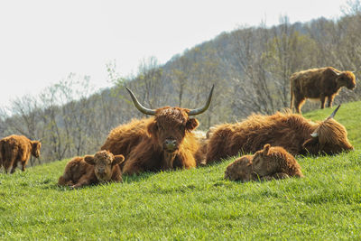 Cows on field against sky