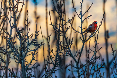 Close-up of crossbill bird perching on branch