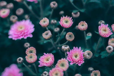 Close-up of pink flowering plants