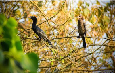 Bird perching on branch