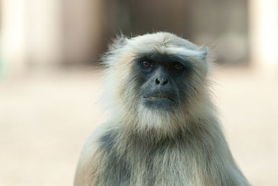 Close-up portrait of monkey