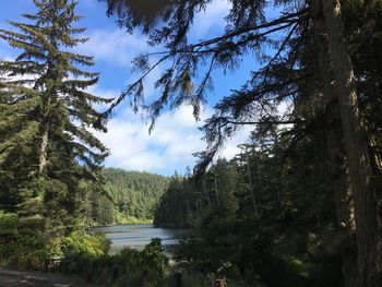 Scenic view of lake in forest against sky