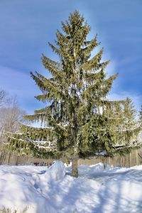 Snow covered pine trees on field against sky