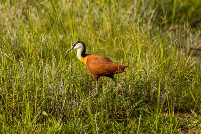 Side view of a bird on grass