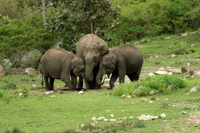 Elephant in a field