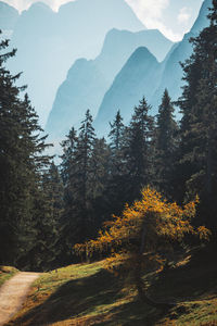 Scenic view of trees against mountains in forest