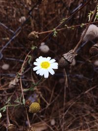 High angle view of white flowering plant on field