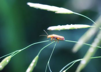 Close-up of insect on leaf