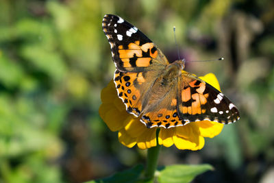 Close-up of butterfly pollinating on yellow flower