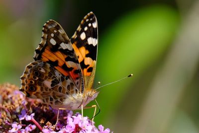 Close-up of butterfly pollinating on flower