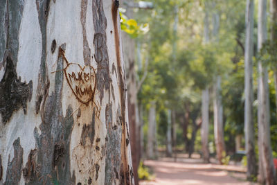 Close-up of tree trunk amidst plants