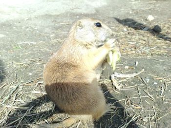 Close-up of an animal