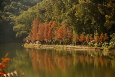 Scenic view of lake and changing colour trees in forest during winter 