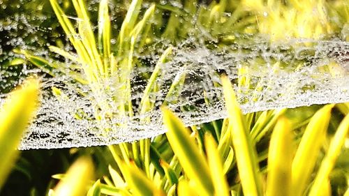 Close-up of water drops on plant