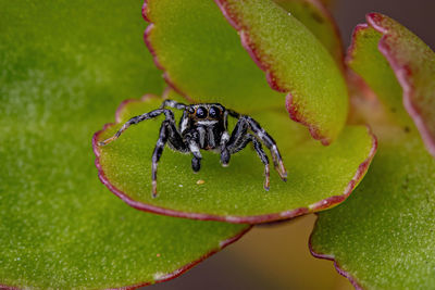 Close-up of spider on leaf