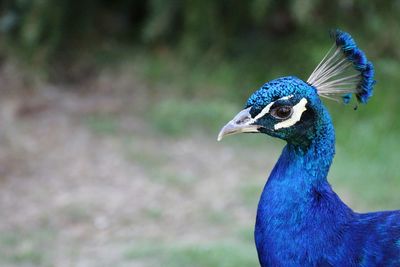 Close-up of peacock