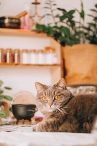 Cat sitting on sofa at home