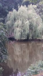 Scenic view of lake in forest