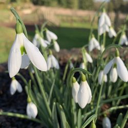 Close-up of white flowering plant on field