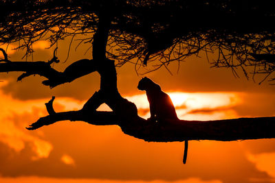 Silhouette bird on branch against orange sky