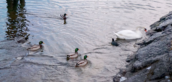 High angle view of mallard ducks swimming in lake