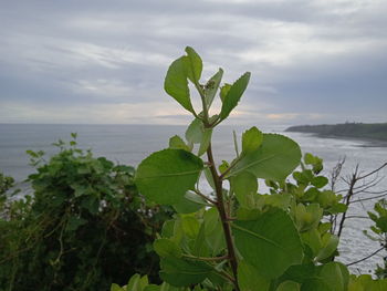 Close-up of plant against sea