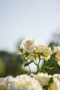 Close-up of white rose roses