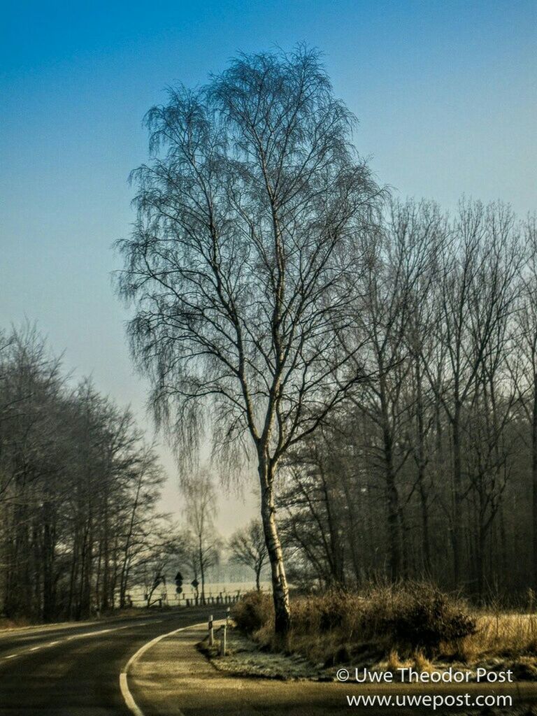 tree, transportation, road, the way forward, bare tree, road marking, diminishing perspective, street, clear sky, sky, country road, empty road, tranquility, vanishing point, nature, tranquil scene, empty, no people, outdoors, asphalt