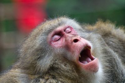 Close-up of monkey