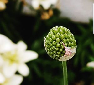 Close-up of plant