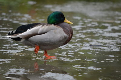 Close-up of duck in lake. walking on water. levitating duck 