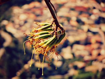 Close-up of flower