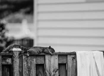 Close-up of bird perching on wood