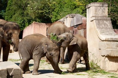 Elephant in a farm