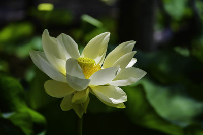 Close-up of flower against blurred background