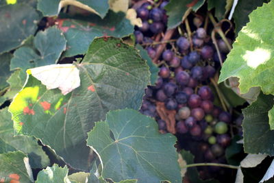 Close-up of grapes growing in vineyard