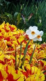 Close-up of yellow flowers