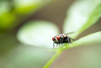 Close-up of fly on leaf