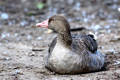 Close-up of goose on field