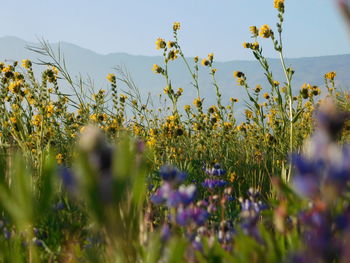 Close-up of yellow flowering plants on field