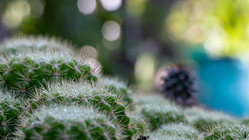 Close-up of cactus plant growing on field