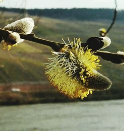 Close-up of plant against blurred background