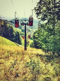 Trees growing in park